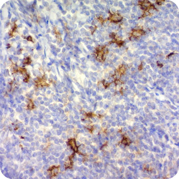CD1a / HTA1 (Mature Langerhans Cells Marker); Clone O10 (Concentrate)