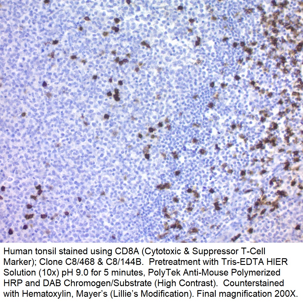 CD8A (Cytotoxic & Suppressor T-Cell Marker); Clone C8/468 & C8/144B (Concentrate)
