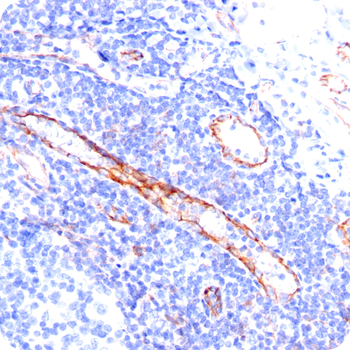 CD31 / PECAM-1 (Endothelial Cell Marker); Clone C31.3 (Concentrate)
