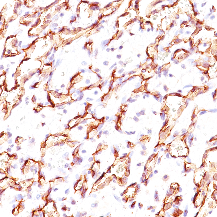 Podocalyxin (PODXL) (Hematopoietic Stem Cell Marker); Clone 3D3 (Concentrate)