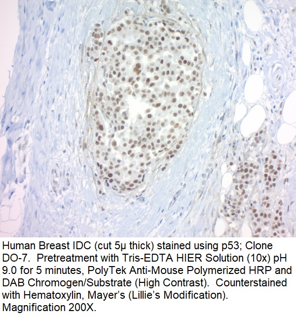 p53; Clone DO-7 (Ready-To-Use)