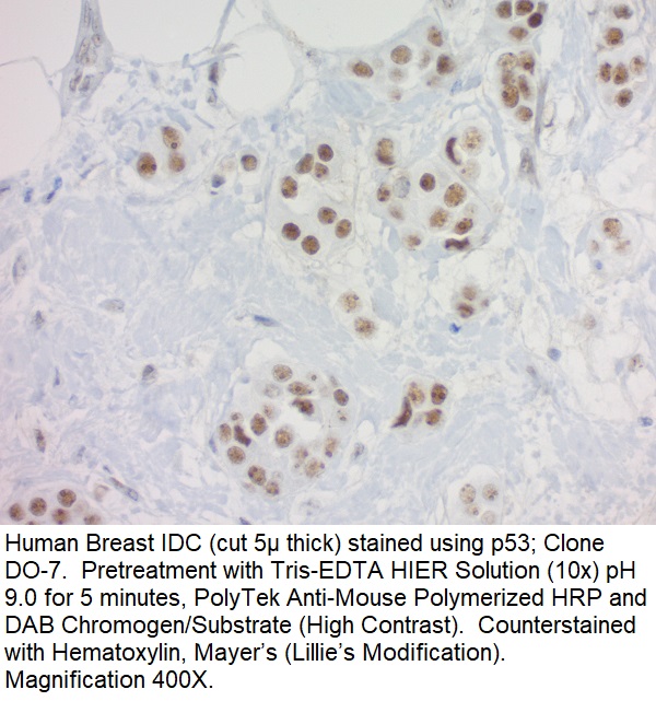 p53; Clone DO-7 (Ready-To-Use)