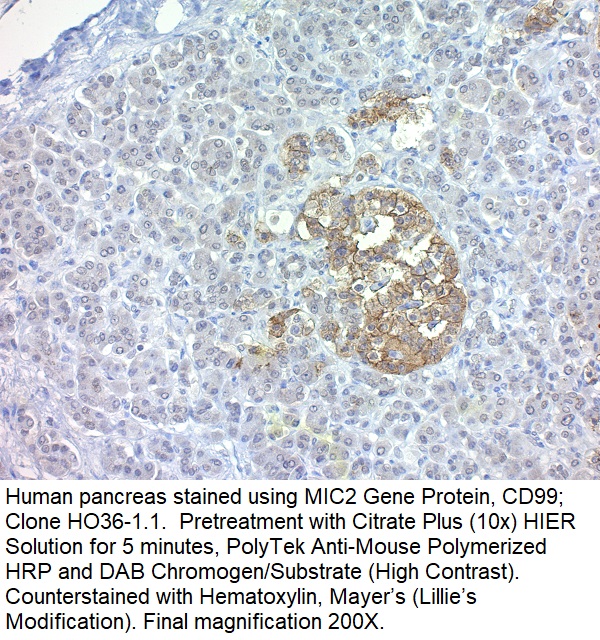 MIC2 Gene Protein, CD99; Clone HO36-1.1 (Concentrate)