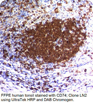 CD74; Clone LN2 (Ready-To-Use)