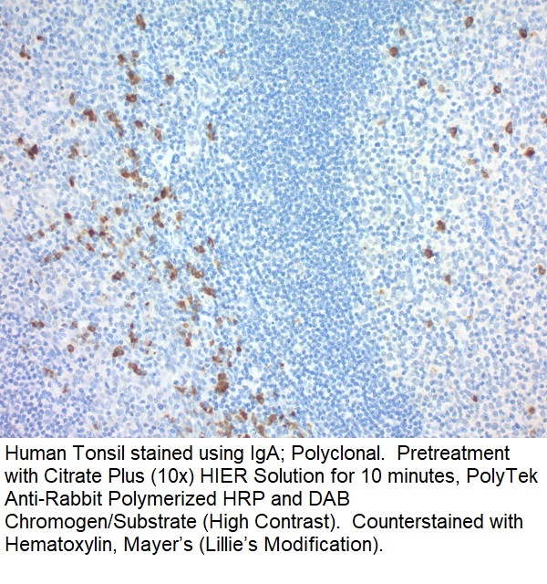 IgA; Polyclonal (Ready-To-Use)