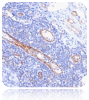 CD31; Clone C31.7 (Concentrate)