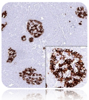 Insulin; Clone 2D11-H5 (Concentrate)