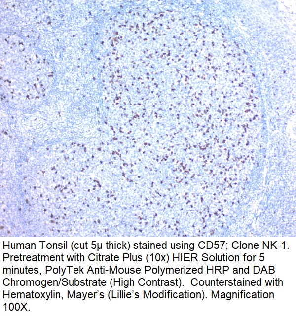 CD57 (HNK-1); Clone NK-1 (Concentrate)