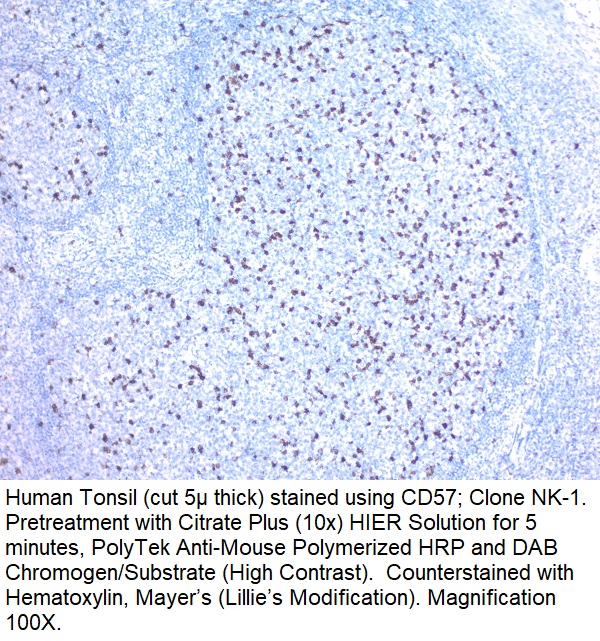 CD57 (HNK-1); Clone NK-1 (Concentrate)
