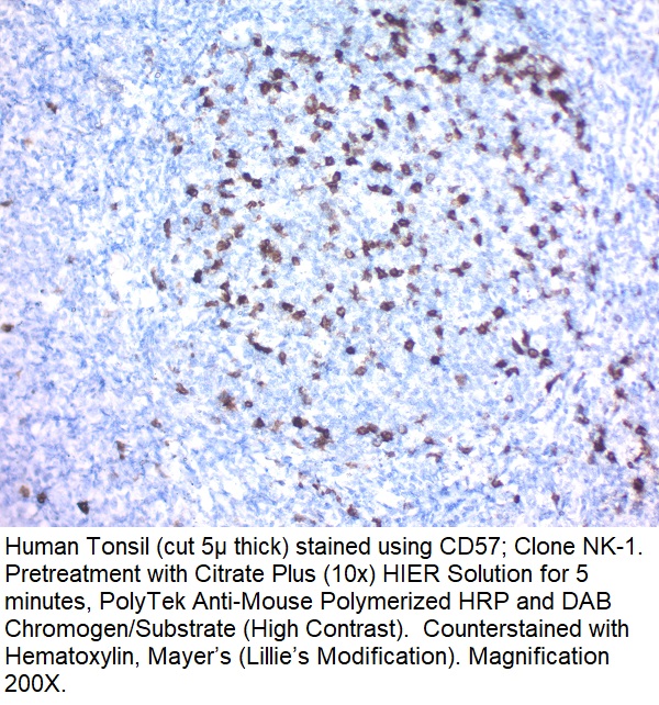 CD57 (HNK-1); Clone NK-1 (Concentrate)