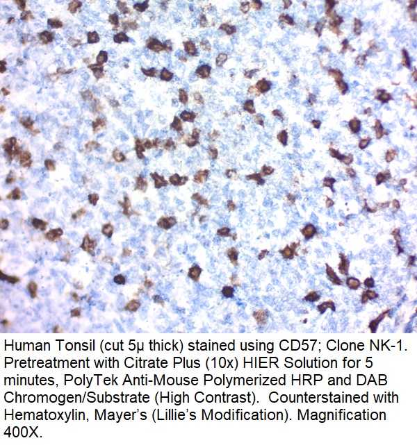 CD57 (HNK-1); Clone NK-1 (Concentrate)