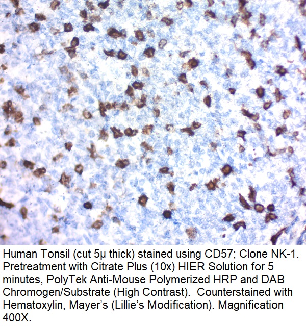 CD57 (HNK-1); Clone NK-1 (Ready-To-Use)