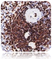 CD45RA (LCA); Clone 158-4D3 (Concentrate)