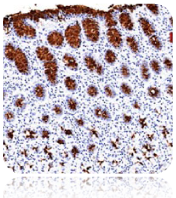 MUC5AC (Gastric Mucin); Clone 45M1 (Concentrate)