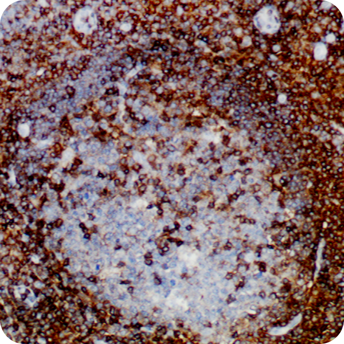 CD45; Clone 2B11 (Concentrate)