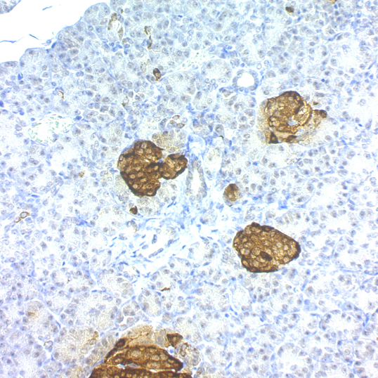 Chromogranin A; Clones LK2H10 & PHE5 (Concentrate)