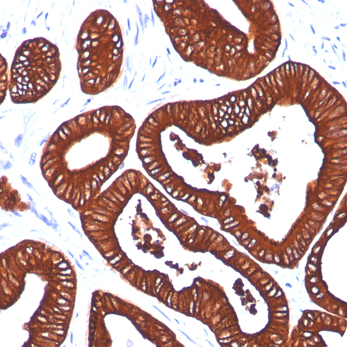 DAB Chromogen/Substrate Bulk pack