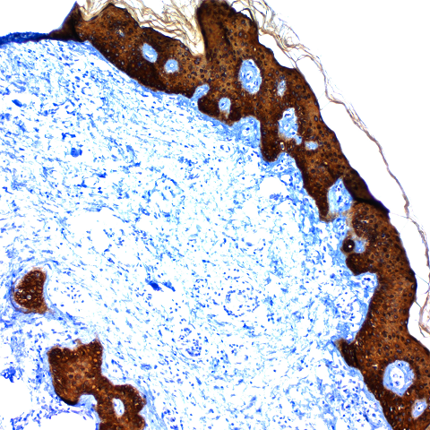 UltraTek HRP Anti-Mouse Staining System