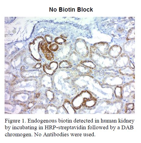 Biotin Blocking Kit