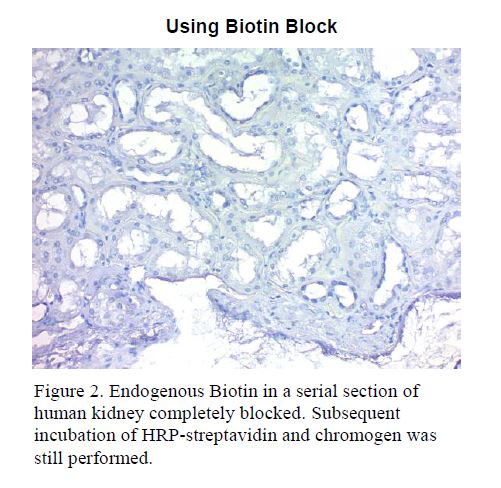 Biotin Blocking Kit