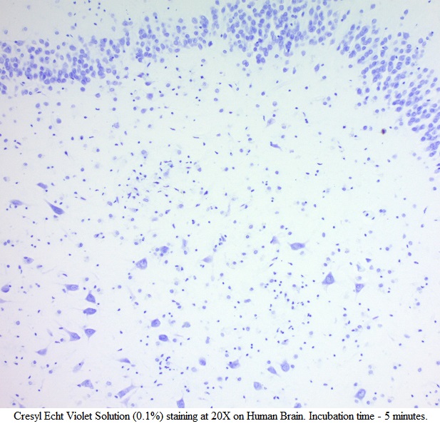 Cresyl Echt Violet Solution (0.1%)