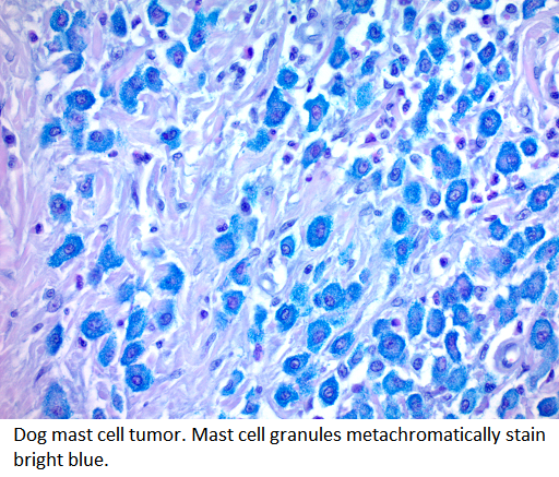 Eosinophil - Mast Cell Stain Kit