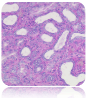 Eosin-Phloxine Solution