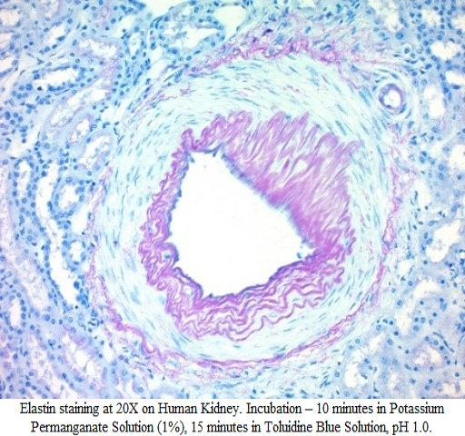 Glycogen, Elastin, Mucin Stain Kit