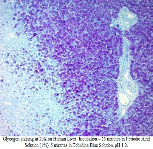 Glycogen, Elastin, Mucin Stain Kit