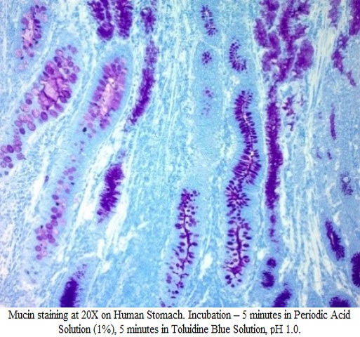 Glycogen, Elastin, Mucin Stain Kit