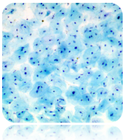 Methylene Blue Solution