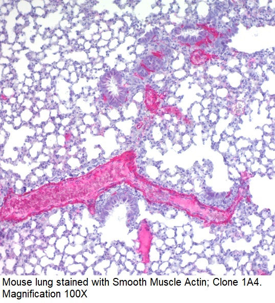 Mouse to Mouse Alk-Phos (Permanent Red) Staining System