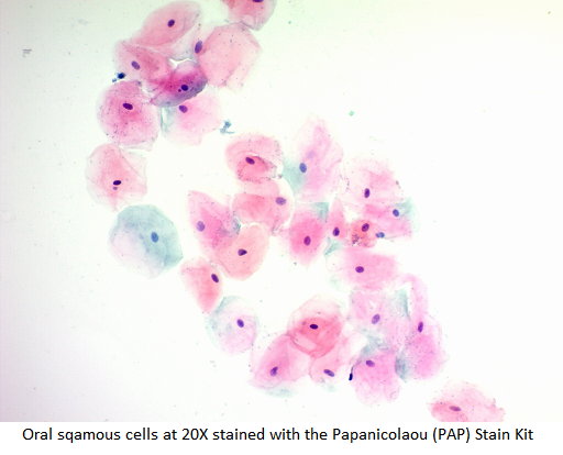 Papanicolaou (PAP) Stain Kit