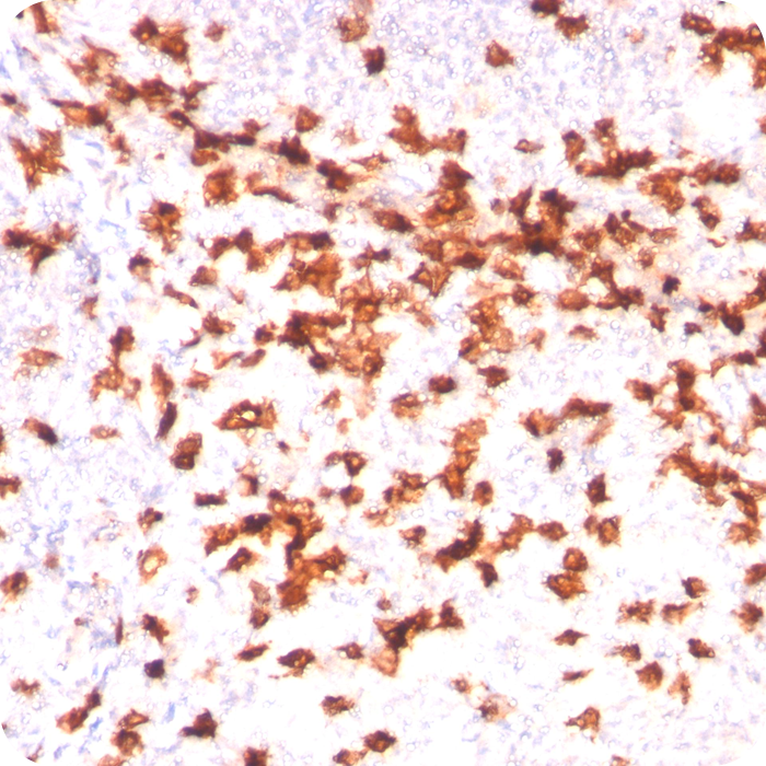 CD8A (Cytotoxic & Suppressor T-Cell Marker); Clone C8/144B (Concentrate)