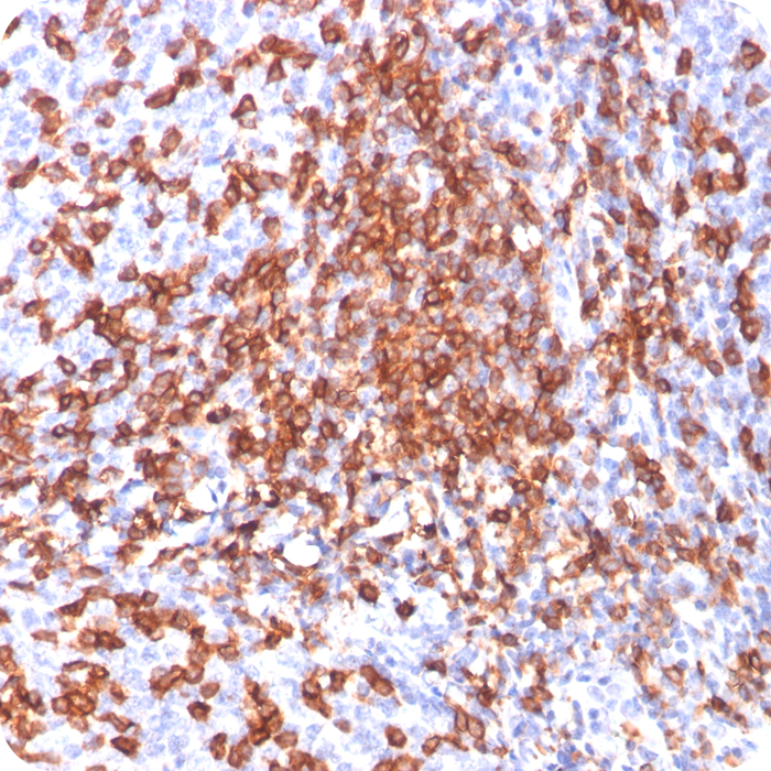 CD44 / HCAM Std.; Clone 156-3C11 (Concentrate)