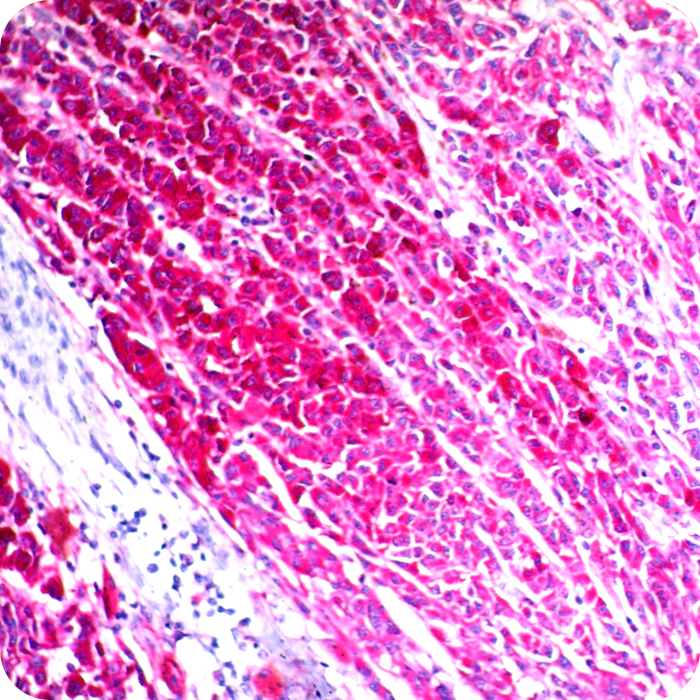 CD63 (Late Endosomes Marker); Clone NKI/C3 (Concentrate)