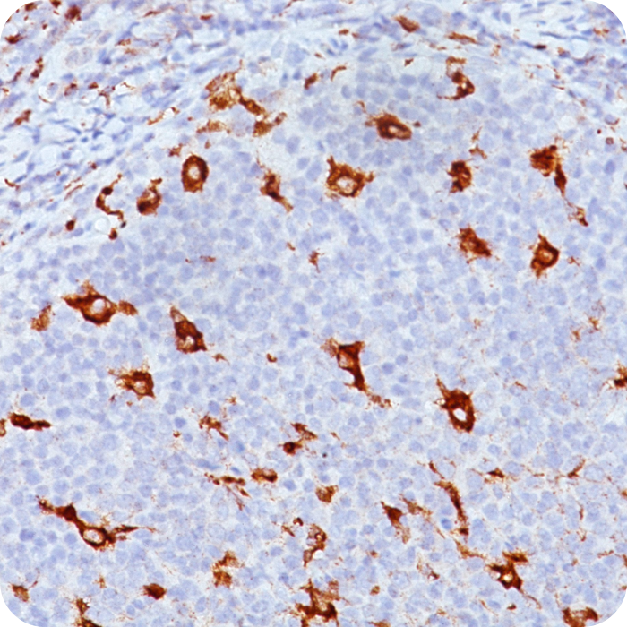 CD68 (Macrophage Marker); Clone KP1 (Concentrate)