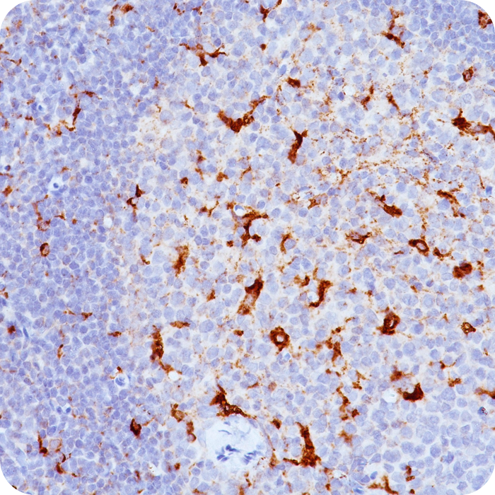 CD68 (Macrophage Marker); Clone KP1 & C68/684 (Concentrate)