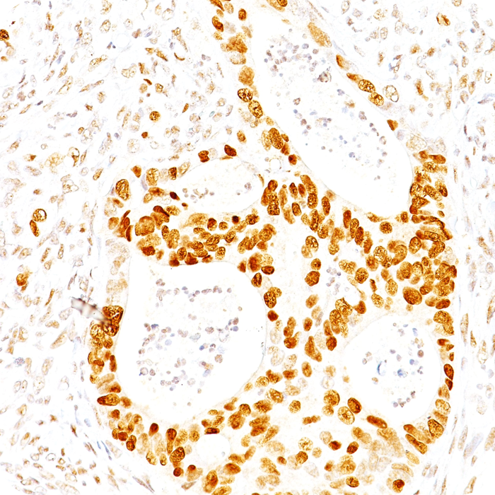 p27Kip1 (Mitotic Inhibitor/Suppressor Protein); Clone SX53G8 (Concentrate)