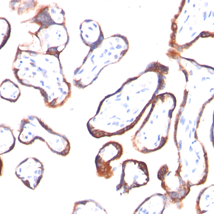 hCG-beta (Pregnancy & Choriocarcinoma Marker); Clone HCGb/54 & HCGb/459 (Concentrate)