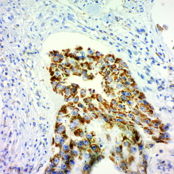 Secretory Component / ECM1; Clone SC05 (Concentrate)
