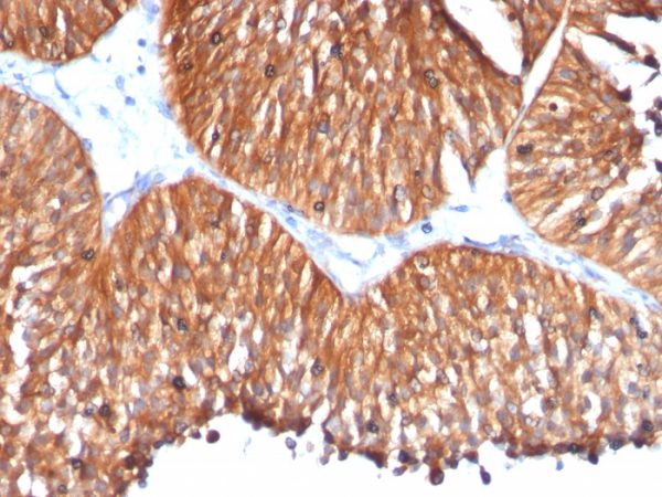 HSP60 (Heat Shock Protein 60); Clone HSPD1/780 (Concentrate)