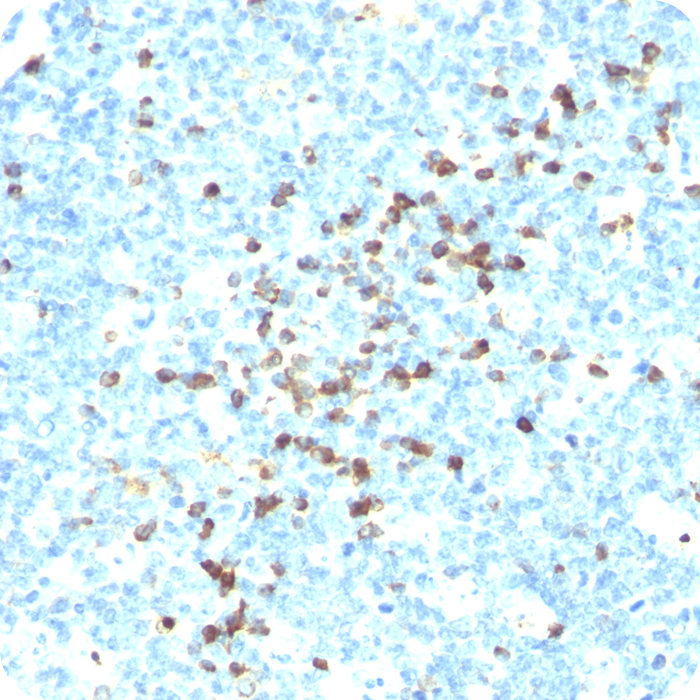 IgM (Immunoglobulin Mu Heavy Chain) (B-Cell Marker); Clone DA4-4 (SA-DA4 or HB57) (Concentrate)