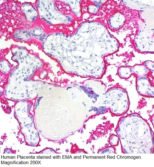 MUC1 / EMA / CD227 (Epithelial Marker); Clone E29 (Concentrate)