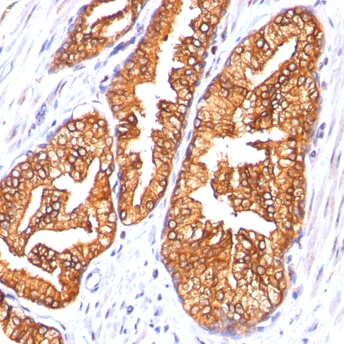 Ornithine Decarboxylase-1 (ODC-1); Clone ODC1/485 (Concentrate)