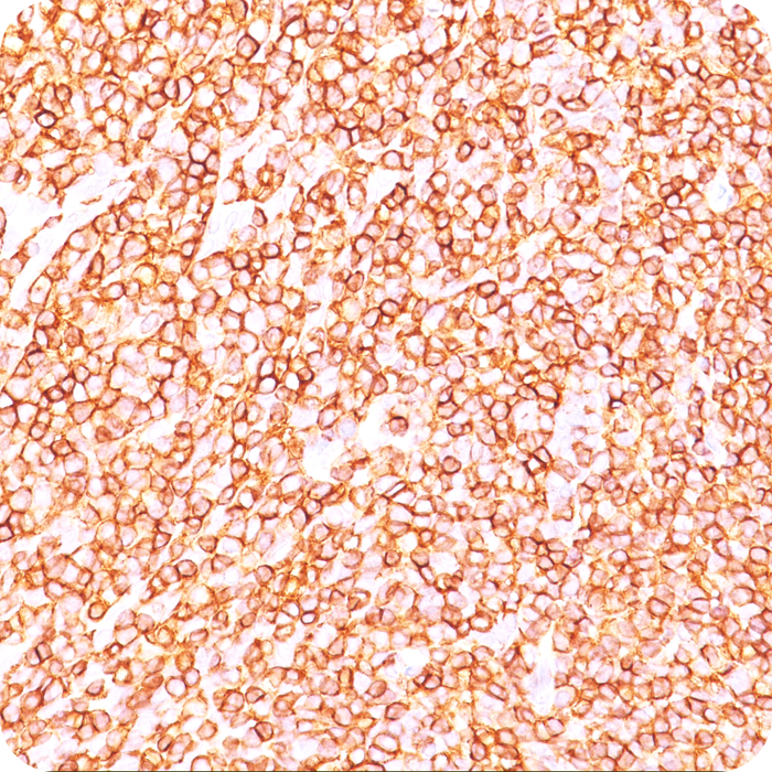 CD45RB (Leukocyte Marker); Clone PD7/26 (Concentrate)
