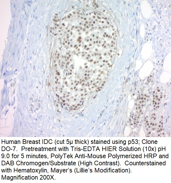 p53 Tumor Suppressor Protein; Clone DO-7 (Concentrate)