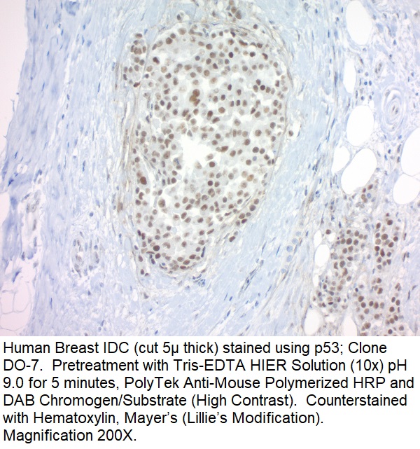 p53 Tumor Suppressor Protein; Clone DO-7 (Concentrate)
