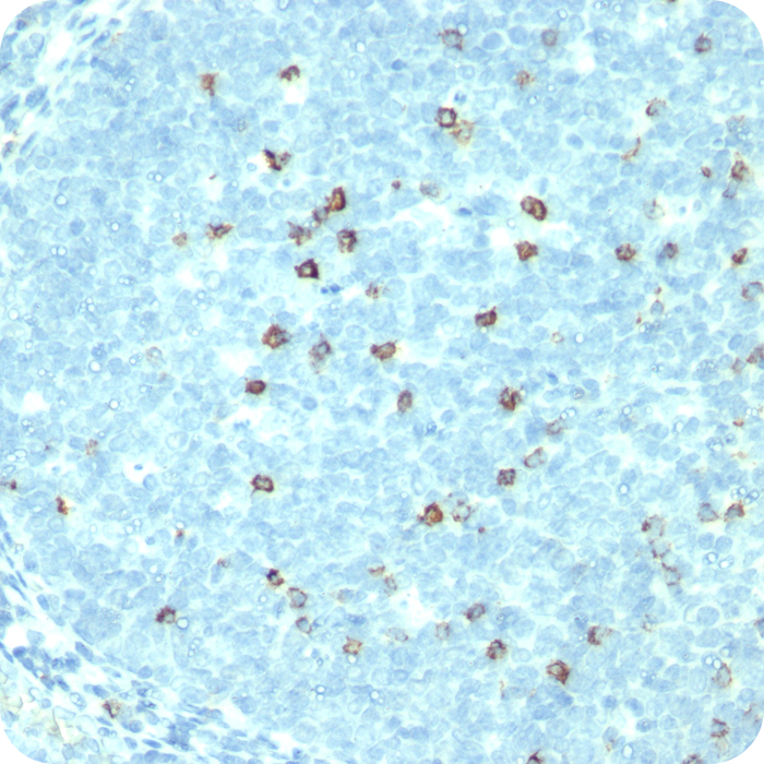 CD57 / B3GAT1 (Natural Killer Cell Marker); Clone HNK-1 or Leu-7 (Concentrate)