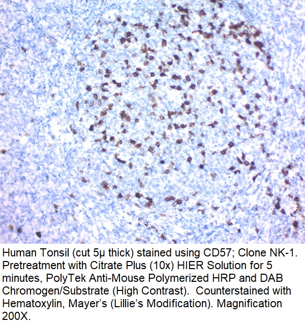 CD57 / B3GAT1 (Natural Killer Cell Marker); Clone NK-1 (Concentrate)